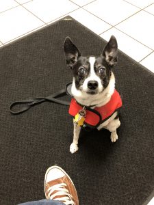 Sparky in his red raincoat at the doctor’s office