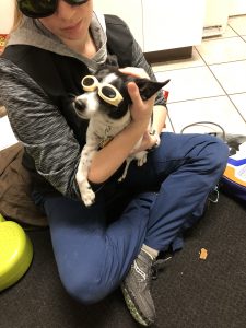 Sparky in his cool shades getting laser treatment on the therapist’s lap